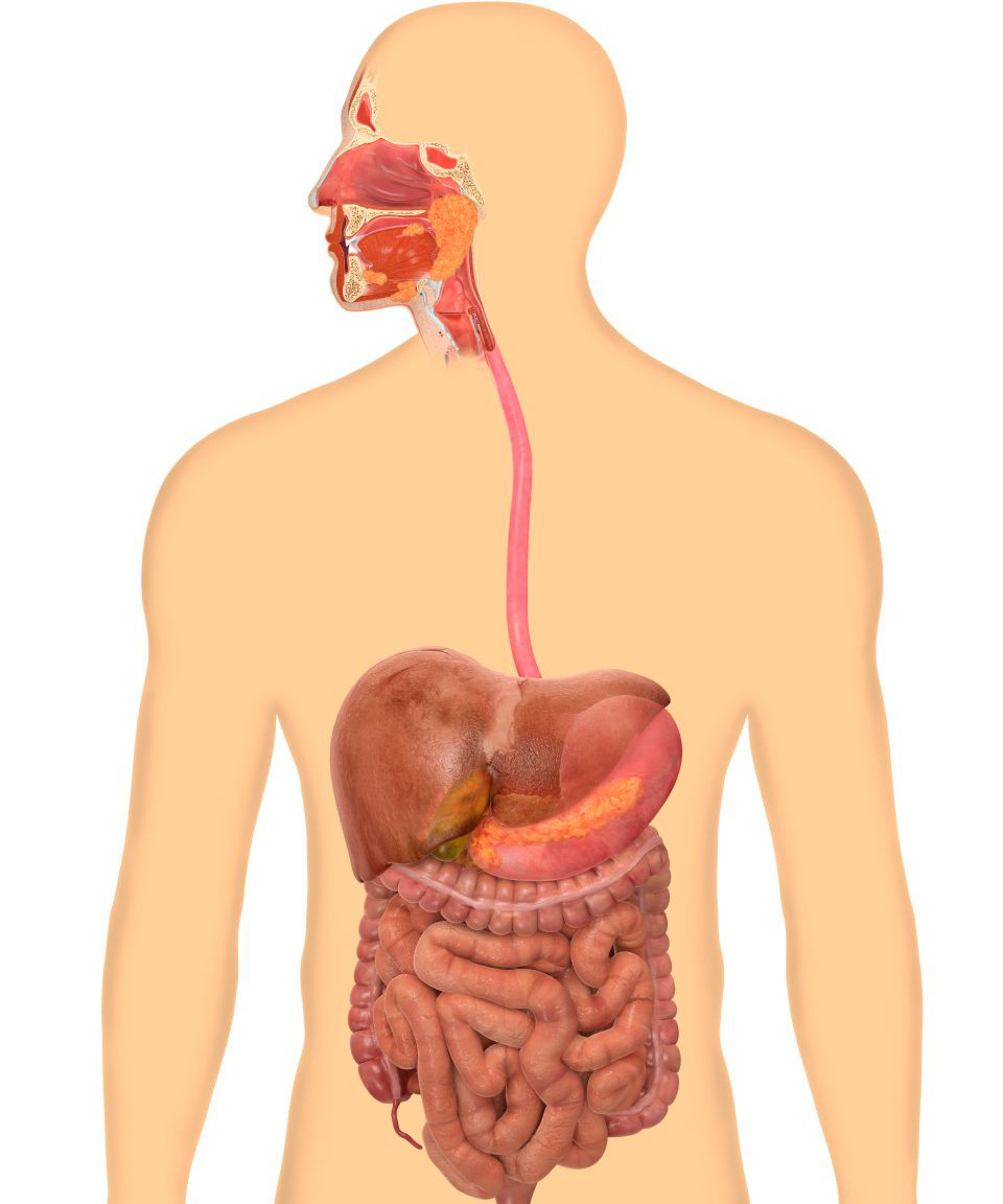علل اختلال سوءجذب هر گونه نقص در عملکرد دستگاه گوارش است.